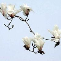 吾吾淡然秀头像