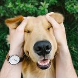 Valiantの鹿森头像