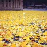 -碧海青天夜夜心-头像