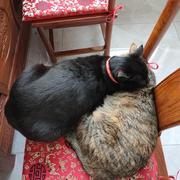 关注乃琳Queen谢谢嘎的个人资料头像