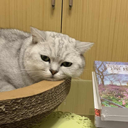 水木崸的个人资料头像