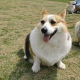 平凡之路pqd头像