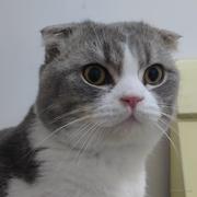 JeffreyWong的个人资料头像