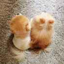 月华君的个人资料头像