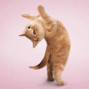 高菁遥的个人资料头像