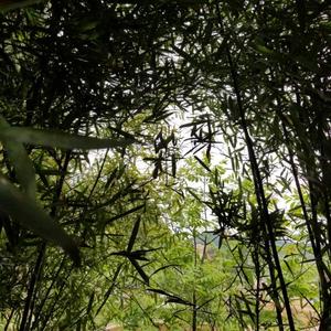 静！头像