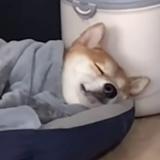 阿童童童木s头像