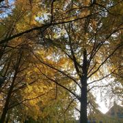 岚风415的个人资料头像