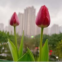 清闲的可乐may头像