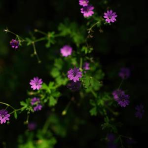 和敢死队风格头像