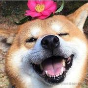 Acroni_LL的个人资料头像