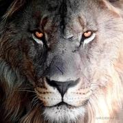 ColorfulMars的个人资料头像