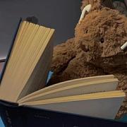 Playcode的个人资料头像