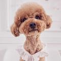 小李爱犬中亚猎狼繁殖犬舍头像