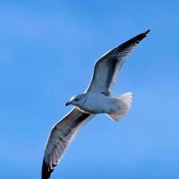 飞舞的红kt头像