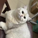 机智的小猫E0C头像