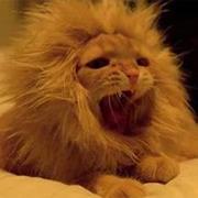 maoguijun的个人资料头像