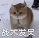 爱不爱秋刀鱼头像