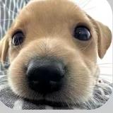 优雅火车wgk头像