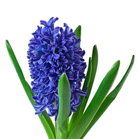 比亚迪腾势方程豹仰望系列配件头像