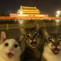 土豆邓牛肉头像