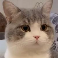 顽皮的大猫猫头像