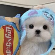 Gypsophila230的个人资料头像