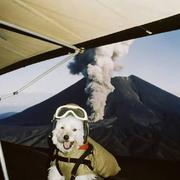 小心我胖虎的个人资料头像