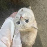橘子老师r头像