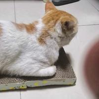 园园叁头像