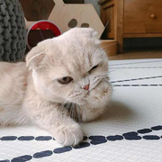 梨落秋溪的个人资料头像