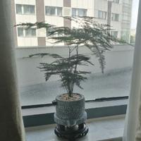 那谁想吃鱼了头像