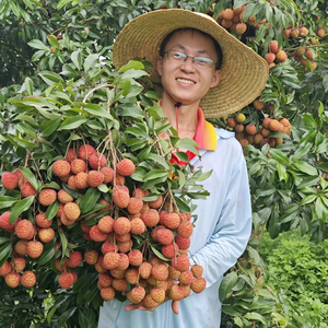 宾哥苗场头像