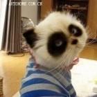 加菲猫27285头像