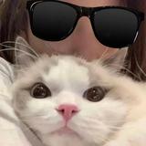 养布偶猫的陈小妹头像