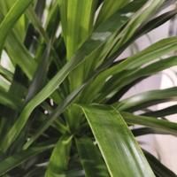 喜庆的橘子EEP头像