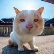 不董就问的个人资料头像