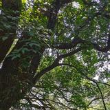 辉哥咖啡哥头像