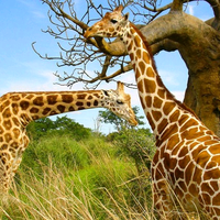 这山看到那山高头像