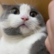 爱上一只猫丶的个人资料头像