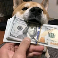 白给GoGo头像
