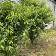 秋风落叶丶的个人资料头像