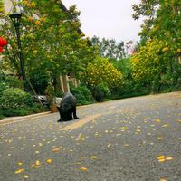 富足露珠9B3头像