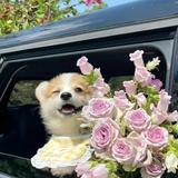 -和张的岁岁年年头像