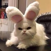 AK757的个人资料头像