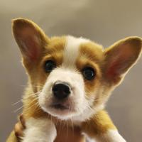 一只柯基叫happy头像