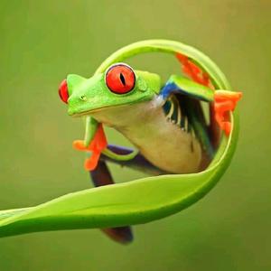 青蛙看剧frog头像