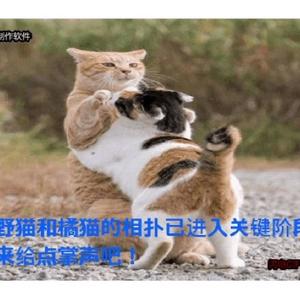 欢快蛋糕zF头像