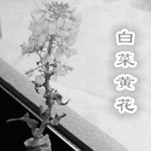 白菜黄花头像