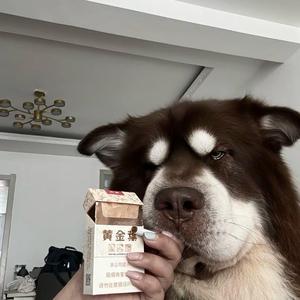 番茄2头像